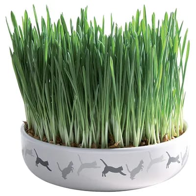 1 gamelle en céramique Trixie pour chat + 50g de graines d'herbe à chat