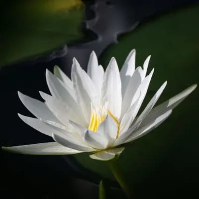 Tokina SZX Super Tele 500mm F/8.0 Reflex MF (T-mount)